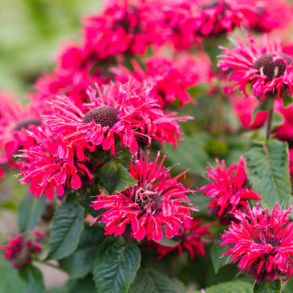 Bee-You® Bee Happy™ Bee Balm