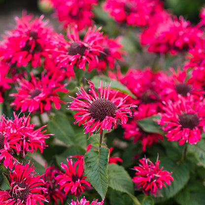 Bee-You® Bee Happy™ Bee Balm