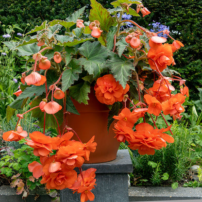 Orange Pendula Begonia