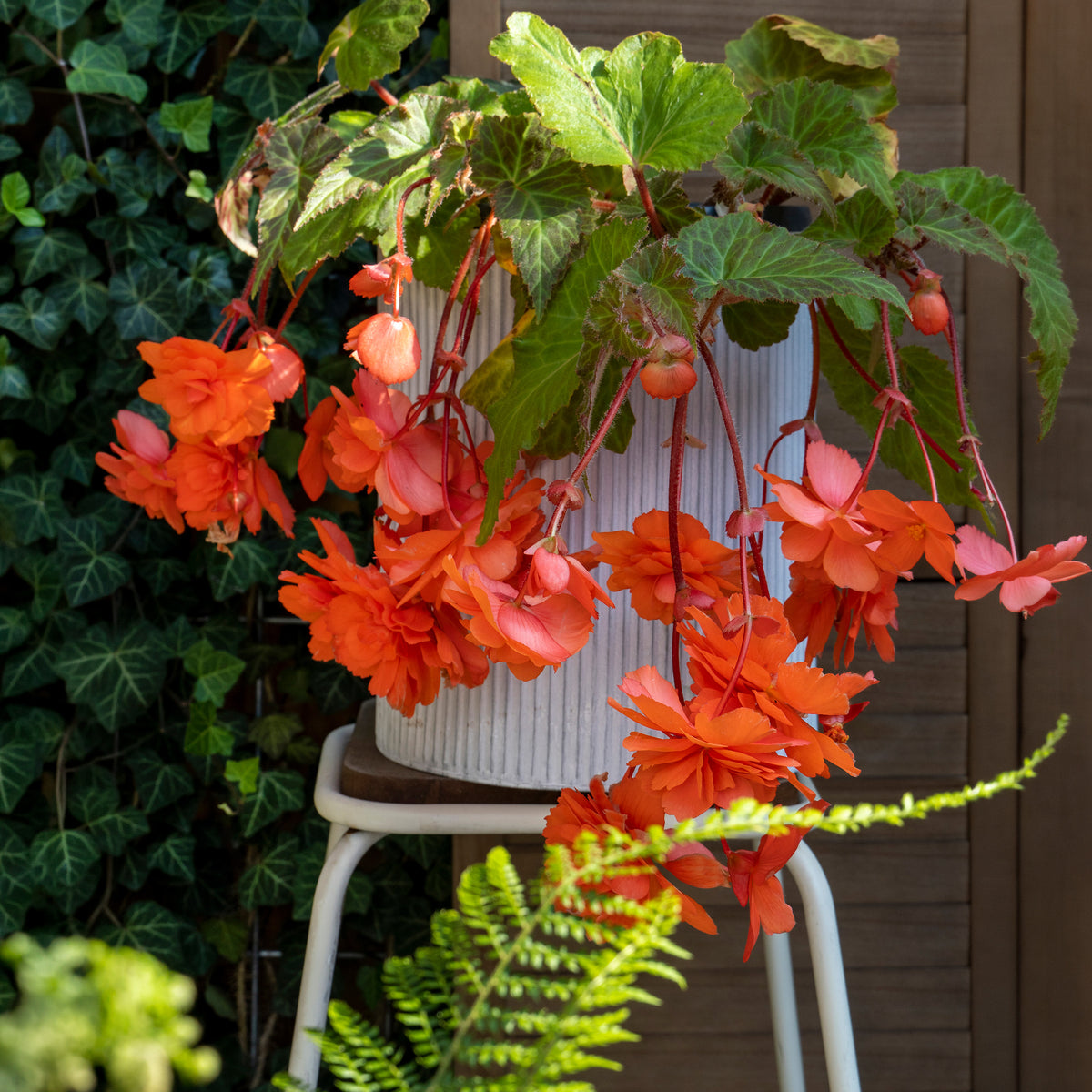 Orange Pendula Begonia