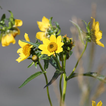 Nodding Bur Marigold Seeds