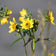 Nodding Bur Marigold Seeds