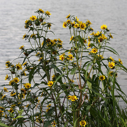 Nodding Bur Marigold Seeds