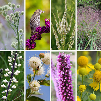 Bird Watcher Native Pre-Planned Garden