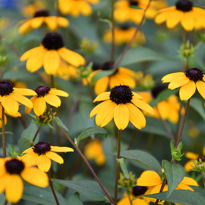 Brown Eyed Susan