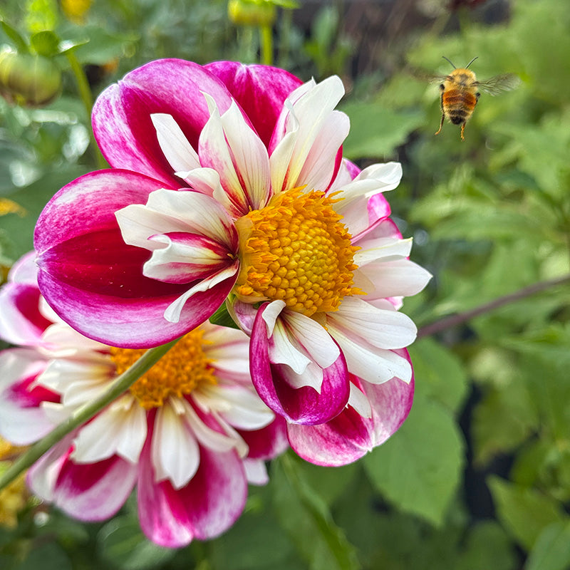 Bumble Rumble Collarette Dahlia, Customer photo