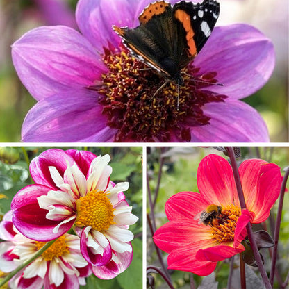 Butterfly Landing Dahlia Collection