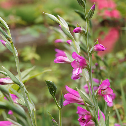 Byzantine Gladiolus