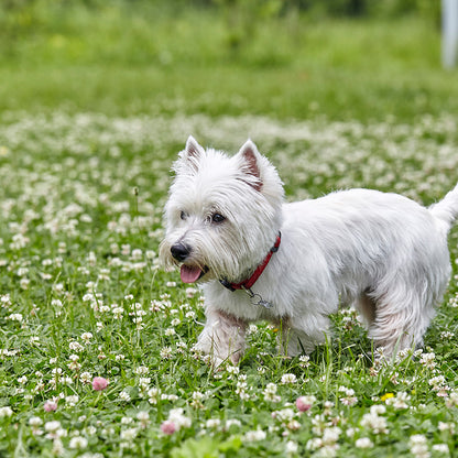 Classic Clover Lawn Seed Mix