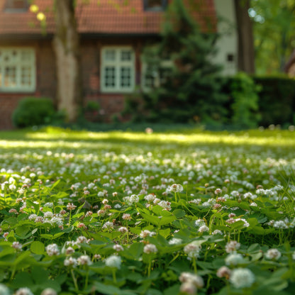 Classic Clover Lawn Seed Mix