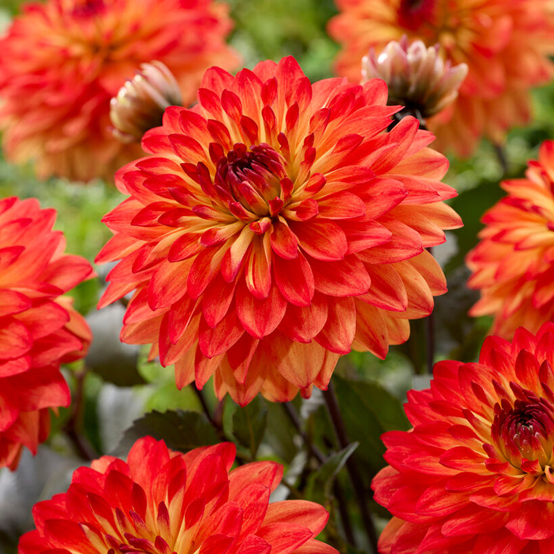 Candlelight Amberglow Decorative Dahlia