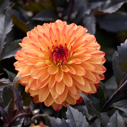 Candlelight Amberglow Decorative Dahlia