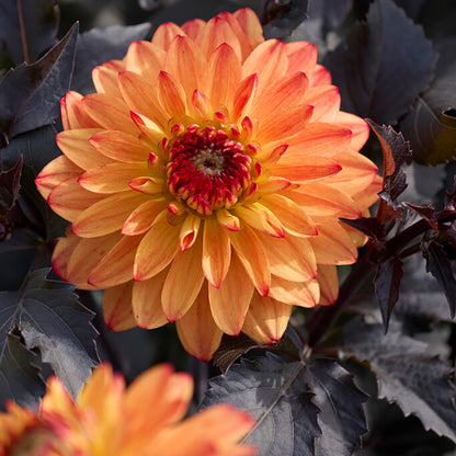 Candlelight Amberglow Decorative Dahlia