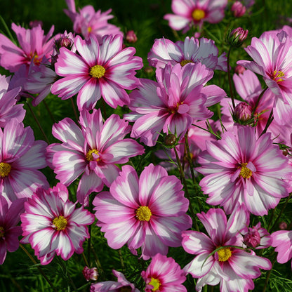 Capriola Cosmos Seeds