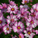 Capriola Cosmos Seeds