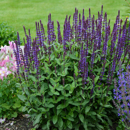 Caradonna Meadow Sage, Salvia, Photo courtesy of Walter's Gardens