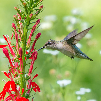 Cardinal Flower with hummingbird, Lobelia cardinalis
