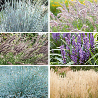 Carefree Ornamental Grass Pre-Planned Garden