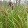 Carex comosa