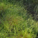 Palm Sedge, Carex muskingumensis, Photo courtesy of Mt. Cuba Center