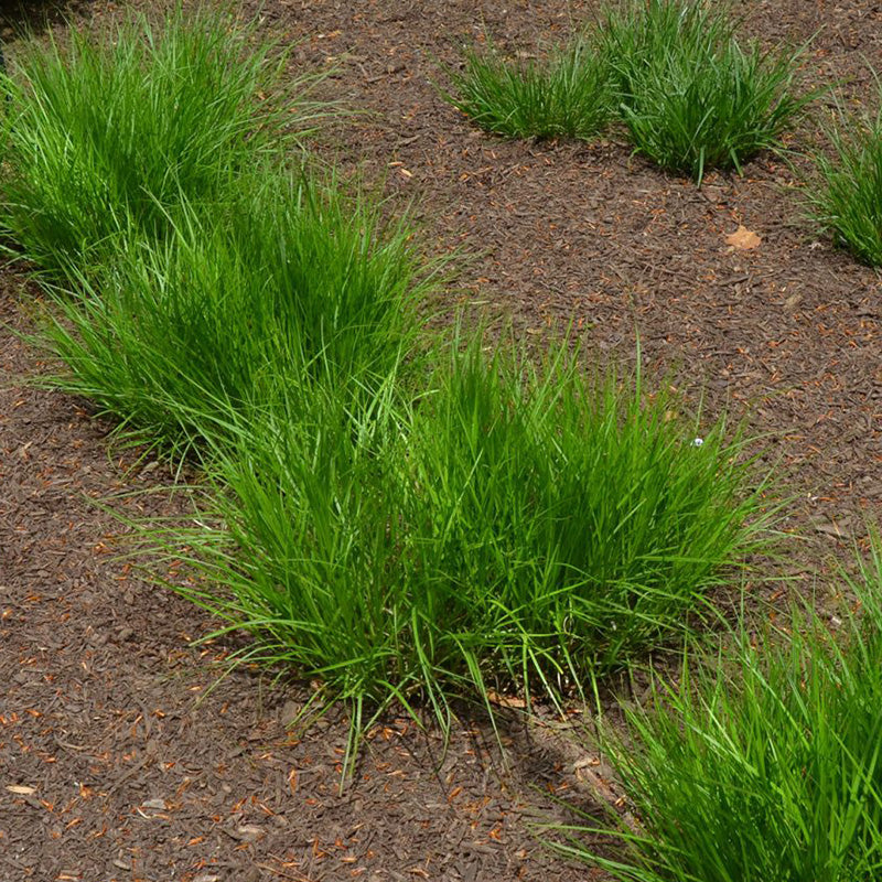 Palm Sedge, Carex muskingumensis, Photo courtesy of Mt. Cuba Center