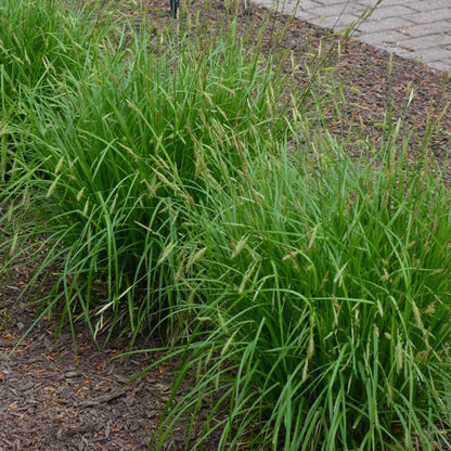 Long-beaked Sedge, Carex sprengelii, photo courtesy of Mt. Cuba Center