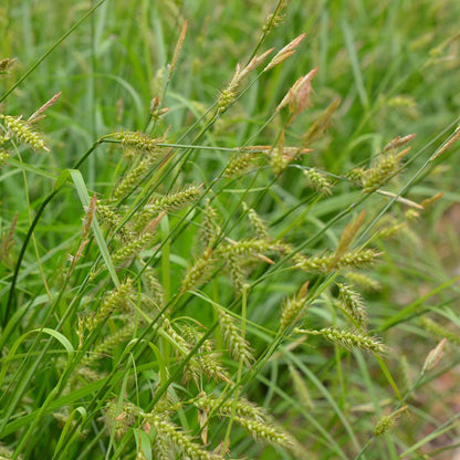Long-beaked Sedge, Carex sprengelii, photo courtesy of Mt. Cuba Center