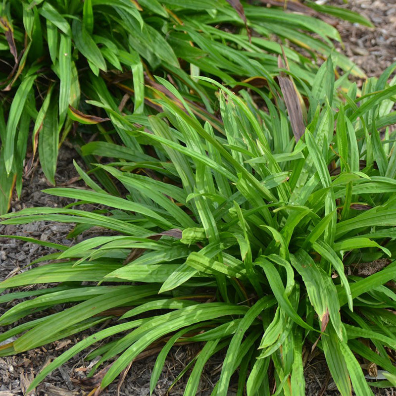 Seersucker Sedge