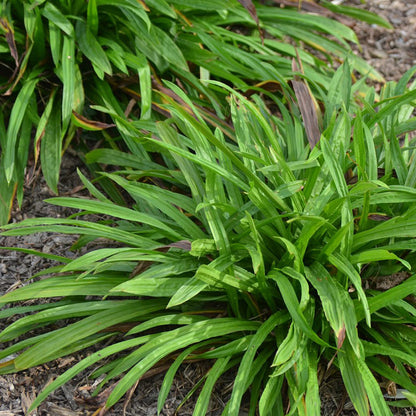 Seersucker Sedge, Photo courtesy of Mt. Cuba Center