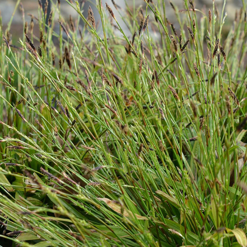 Seersucker Sedge, Photo courtesy of Mt. Cuba Center