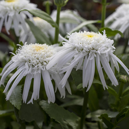 Carpet Angel® Shasta Daisy