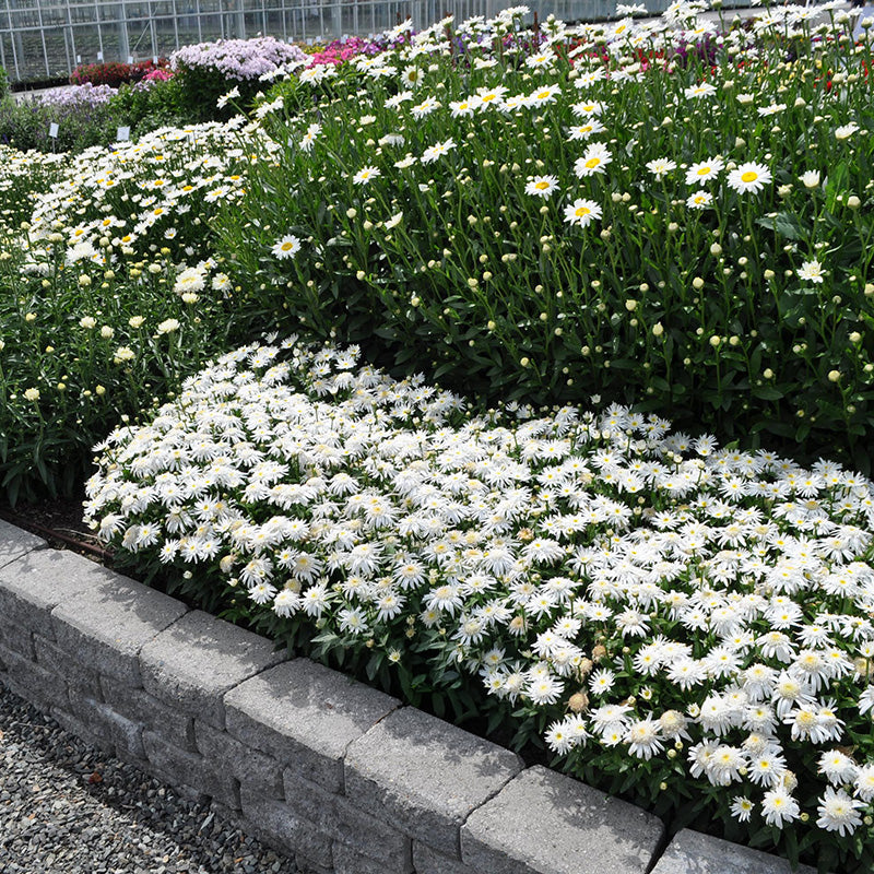 Carpet Angel® Shasta Daisy