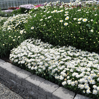 Carpet Angel® Shasta Daisy