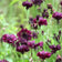Centaurea cyanus 'Black Ball'