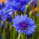 Centaurea cyanus 'Blue Boy'