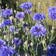 Centaurea cyanus 'Tall Blue'