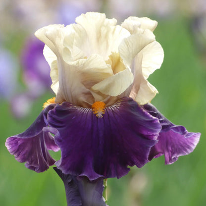 Centurion Suit Bearded Iris, Image Courtesy of Schreiner's Gardens