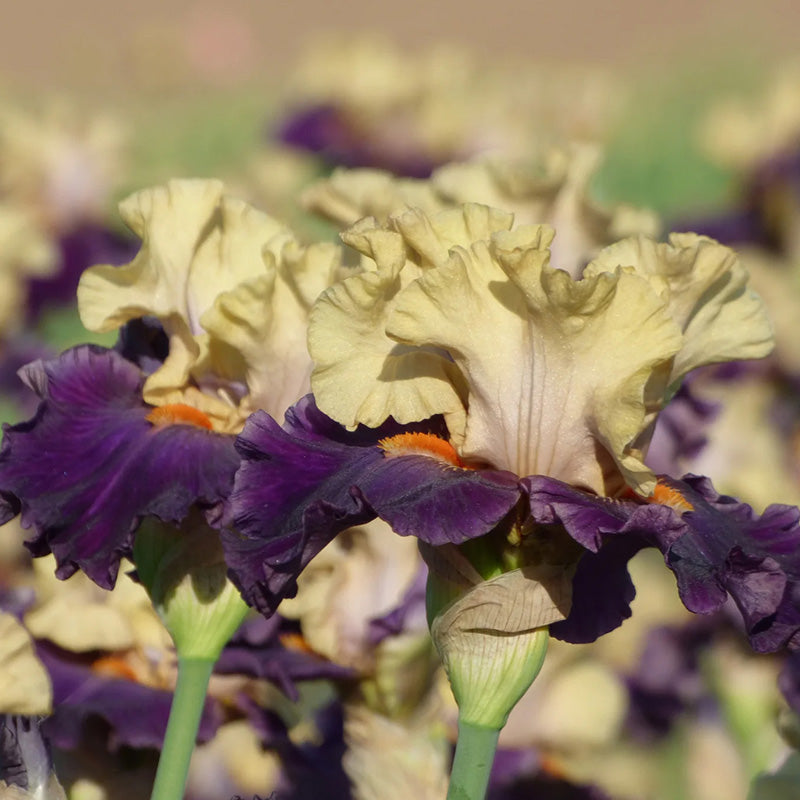 Centurion Suit Bearded Iris, Image Courtesy of Schreiner's Gardens