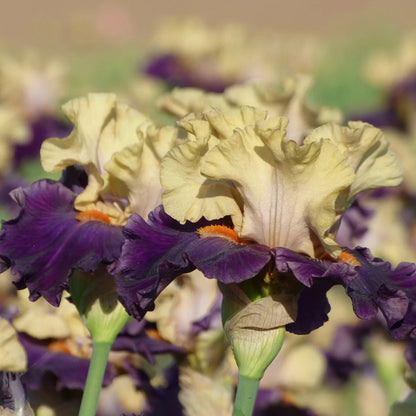 Centurion Suit Bearded Iris, Image Courtesy of Schreiner's Gardens