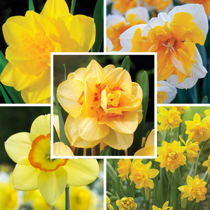 Citrus Daffodil Flower Bulb Collection