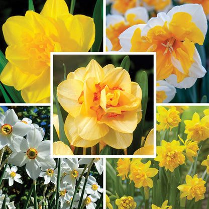 Citrus Daffodil Flower Bulb Collection