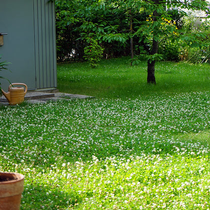 Classic Clover Lawn Seed Mix
