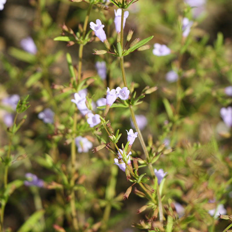 Limestone Calamint