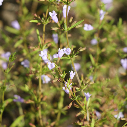 Limestone Calamint
