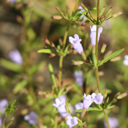 Limestone Calamint