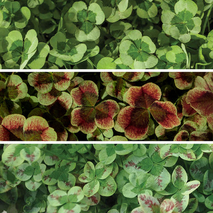 Clover Tapestry Lawn Plant Collection