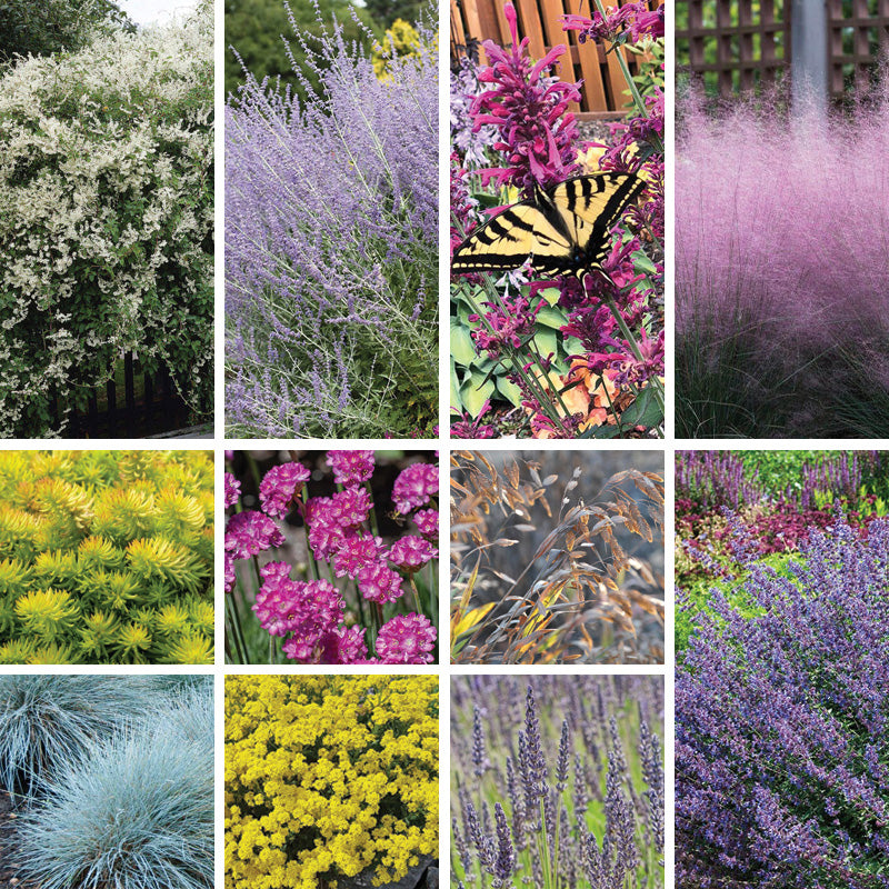 coastal plants for pots Coastal Cottage Pre-Planned Garden