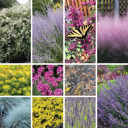 Coastal Cottage Pre-Planned Garden