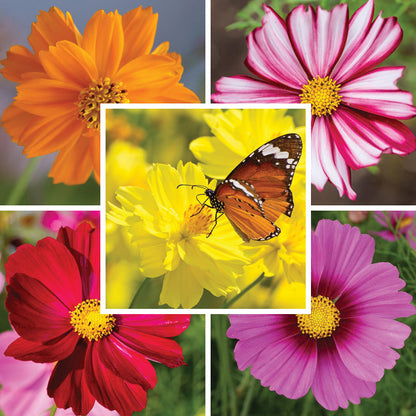 Colorburst Cosmos Seed Packet Set