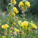 Common Evening Primrose Seeds